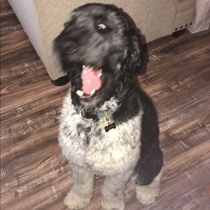 Meet your Posher, Natalie